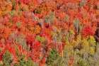 USA, Idaho. Aspen and maple near Liberty and Bear Lake in autumn colors Art Print